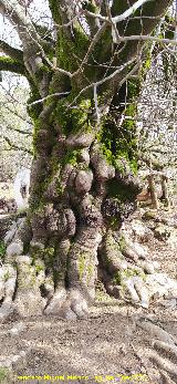 Higuera del Arroyo Maillar