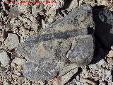 Belemnites Dactyloteuthis - Dactyloteuthis irregularis. Rambla de los Collados - Cabra de Santo Cristo