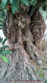 Olivos Centenarios del Puente de la Sierra. Tronco