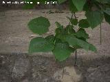Catalpa - Catalpa bignonioides. Castillo de Locubn