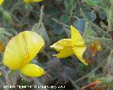 Pegamoscas - Ononis ramosissima. Navas de San Juan