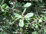 Acebo - Ilex aquifolium. Pea del Olivar - Siles