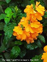 Crossandra
