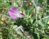 Gatua - Ononis spinosa. Segura