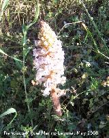 Esprrago de loba - Orobanche crenata. Navas de San Juan