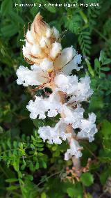 Jopo de las Habas - Orobanche crenata. La Venta - Los Villares