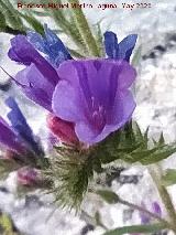 Viborera buglosa - Echium plantagineum. La Veleta - Los Villares