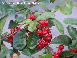 Espino de fuego - Pyracantha coccinea. Cazorla