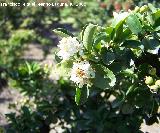 Espino de fuego - Pyracantha coccinea. Benalmdena