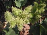 Bardana menor - Xanthium italicum. Frutos. Pocillo de los Viaores - Navas de San Juan