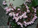 Begonia - Begonia semperflorens. Navas de San Juan