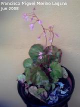 Begonia - Begonia semperflorens. Navas de San Juan