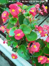 Begonia
