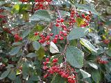 Cotoneaster - Cotoneaster dammeri. Nacimiento de Ro Fro - Los Villares