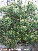 Acerolo chino - Photinia serrulata. Andjar