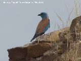 Pjaro Carraca - Coracias garrulus. Espantapalomas - Jan