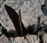 Hamacuca - Biarum carratracense. Navas de San Juan