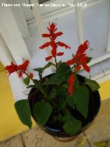 Banderilla - Salvia splendens. Los Villares