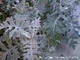 Cineraria gris - Senecio cineraria. Los Villares