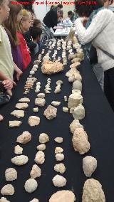 PaleoMgina. 