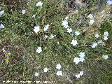 Lino azul - Linum narbonense. Santa Ana - Torredelcampo