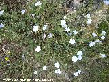 Lino azul - Linum narbonense. Santa Ana - Torredelcampo