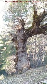 Quejigo del Puerto de Guadahornillos