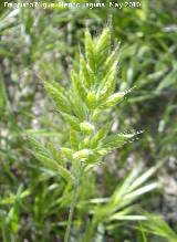 Espiguilla de burro - Bromus hordaceus. Jan