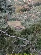 Alberca del Charquillo