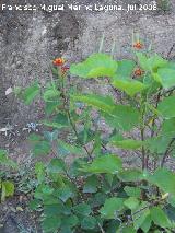 Flor de sangre - Asclepias curassavica. Benalmdena