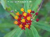 Flor de sangre - Asclepias curassavica. Benalmdena