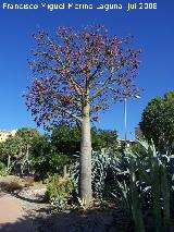 Brachichito rosa - Brachychiton discolor. Benalmdena