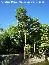 Arbol pulpo - Schefflera actinophylla. Benalmdena