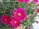 Roco prpura - Drosanthemum hispidum. Los Villares