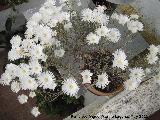 Roco prpura - Drosanthemum hispidum. Navas de San Juan