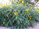 Casia - Cassia didymobotrya. Benalmdena