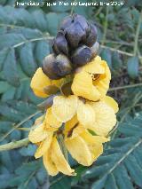 Casia - Cassia didymobotrya. Maro - Nerja