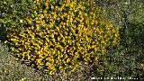 Tojo alfiletero - Genista hirsuta. Peasquillo - Valverde del Camino