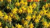 Tojo alfiletero - Genista hirsuta. Peasquillo - Valverde del Camino