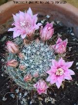 Cactus Biznaguita - Mammillaria glochidiata. Los Villares