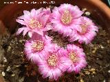 Cactus Biznaguita - Mammillaria glochidiata. Los Villares