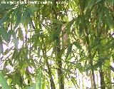 Bamb - Bambusa vulgaris. Jabalcuz (Jan)
