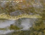 Culebra viperina - Natrix maura. 