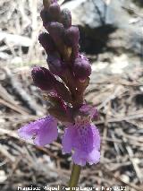 Orqudea de Cazorla - Orchis spitzelii cazorlensis. Flor. Cabecera del Ro Morles - Orcera