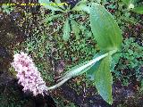 Orqudea gigante - Barlia robertiana. La Camua - Castillo de Locubn