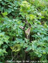 Anglica silvestre - Angelica sylvestris. Jan