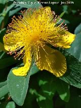 Barba de Aarn - Hypericum calycinum. Flor. Carmen de los Mrtires - Granada