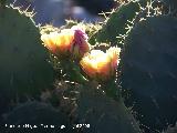 Cactus Chumbera - Opuntia ficus-indica. Benalmdena