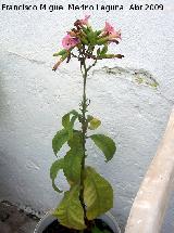 Tabaco tormentoso - Nicotiana tormentosa. Navas de San Juan