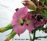 Tabaco tormentoso - Nicotiana tormentosa. Navas de San Juan